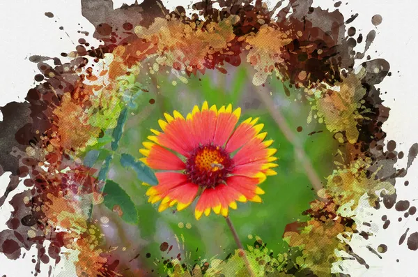 Aristata Gaillardia Uma Linda Flor Vermelha Amarela Pintura Aquarela Digital — Fotografia de Stock