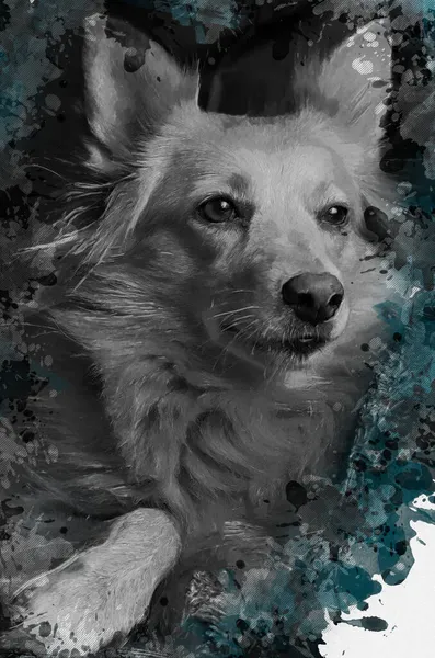 Portrait Dog Mixed Breed Monochrome Portrait Pet Amidst Turquoise Drops — Stock Photo, Image