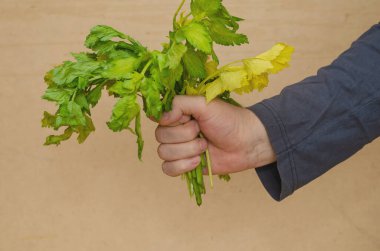 Bir adam elinde pörsümüş bir kereviz tutuyor. Bir demet yeşil ve yapraklı sarı bitki sapı. Yakın plan. İçeride. Seçici odak.