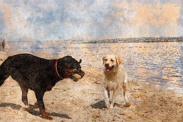 Two Dogs Playing Beach Female Rottweiler Labrador Riverbank Rottweiler Holding — Stock Photo, Image