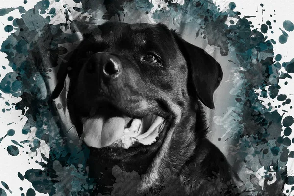 Porträt Eines Großen Schwarzen Hundes Monochromes Porträt Einer Rottweilerin Gegen — Stockfoto