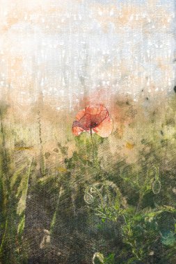 Papaver rhoeas. Yabani çiçekler açar. Güneş ışığında kavisli sapı olan narin bir çiçek. Vahşi bir arazide bahar. Dijital suluboya resim.