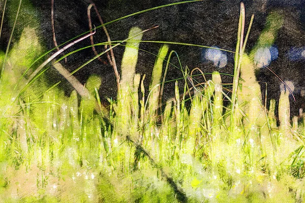 Helder Zonlicht Tussen Dunne Stengels Van Groene Grassen Onbesneden Gazon — Stockfoto