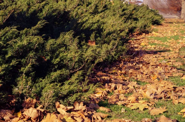 Laubzeit Altweibersommer Vertrocknete Platanenblätter Auf Dem Grünen Rasen Des Vorgartens — Stockfoto