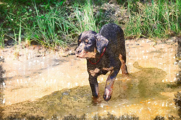 小狗罗特韦勒进了河 这只四个月大的小宠物想游泳 一个阳光灿烂的夏日 数码水彩画 — 图库照片