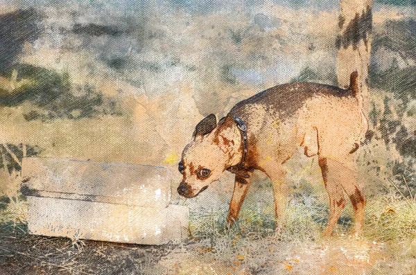 Kiskutya Orosz Toy Terrier Egy Kutyapárkány Póráz Nélkül Sétál Kutyaparkban — Stock Fotó