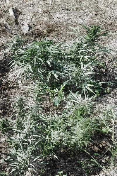 Cultivando Arbustos Cannabis Arbustos Grandes Con Hojas Verdes Largas Acuarela —  Fotos de Stock
