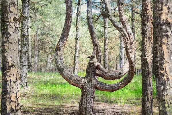 Tronco Árvore Curvo Caprichoso Uma Floresta Pinheiro Uma Árvore Perene — Fotografia de Stock