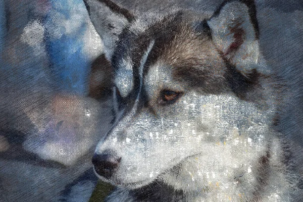 Porträt Eines Husky Schlittenhundes Ein Heranwachsender Welpe Haustiere Digitale Aquarellmalerei — Stockfoto