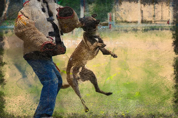 Entraînement Attaque Berger Belge Malinois Tient Manchon Morsure Spécial Aquarelle — Photo