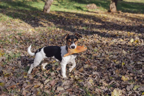 공원에서 장난감을 가지고 강아지 개월된 테리어 돼지를 있습니다 오늘은 가을입니다 — 스톡 사진