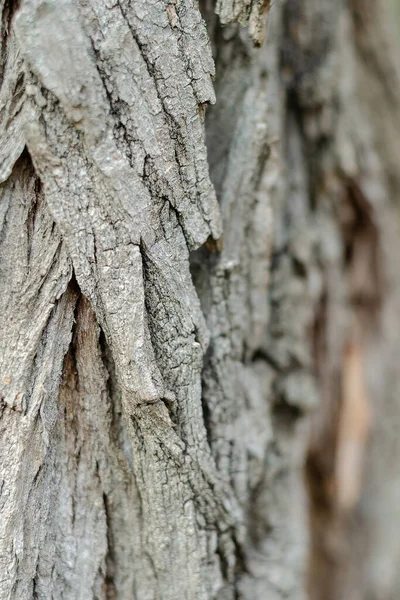アカシアの木の幹 樹皮の食感 接近中だ 選択的焦点 — ストック写真