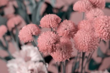 Açık pembe kasımpatı buketi. Hassas mercan çiçekleri. Çiçekçilik. Kapalı alanda. Seçici odak.