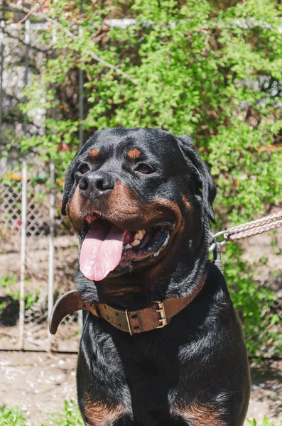 Rottweiler Masculin Pet Concentration Sélective — Photo