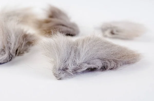 白い背景に猫の毛の絡み合った塊 灰色の猫のマッチした髪 選択的焦点 — ストック写真