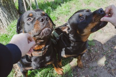 Bulanık hareket, odağını kaybetme, gürültü, tahıl etkisi. Yönetici, evcil hayvanı ikramla cesaretlendirir. İki Rottweiler 'lı ellerinden ödül alıyor. Evcil hayvanlar. Seçici odak.