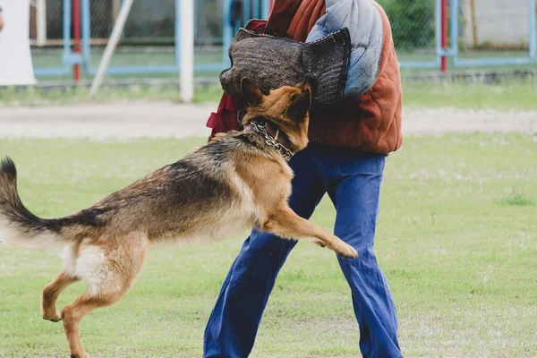 Alman Çoban Köpeği Özel Korumalı Giysiler Giyen Birine Saldırır Servis — Stok fotoğraf