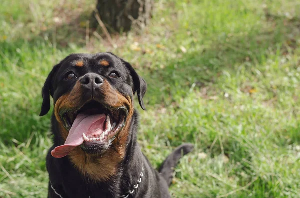 Perro Negro Afortunado Retrato Una Mujer Rottweiler Mientras Pasea Parque —  Fotos de Stock