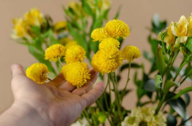 Sarı kasımpatı ve zambaklara yakın çekim. Bir erkeğin eli, güzel narin çiçekleri bej arka plana göre ayarlar. Yakın plan. Seçici odak.