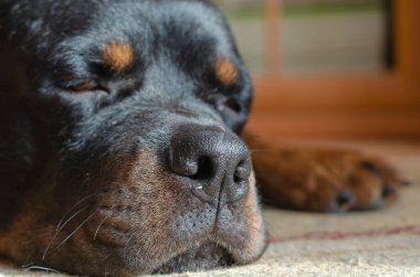 Halıya uzanmış siyah bir köpeğin portresi. Damarlı bir odada yerde yatan üzgün bir Rottweiler. Evcil hayvan. Yakın plan. Seçici odak.