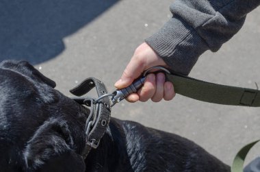 Köpeğinin tasmasına kırılmaz bir karabinayı bağlayan bir kadının ellerine yakın çekim. Sahibi tasmayı dişi Rottweiler 'ın tasmasına bağlıyor. Gündüz vakti. Seçici Odaklanma.
