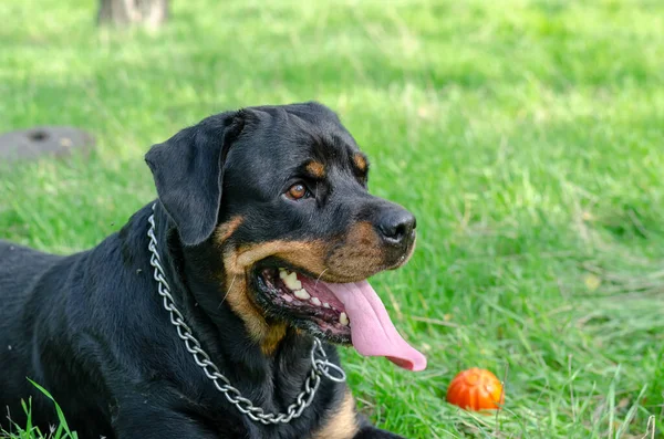 緑の芝生の上に幸せな黒い犬が休んでいる ペットの隣に赤いおもちゃのボールがある 犬の公園の散歩中の女性ロットワイラーの肖像画 屋外だ 選択的焦点 — ストック写真