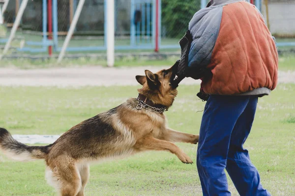 Alman Çoban Köpeği Özel Korumalı Giysiler Giyen Birine Saldırır Servis — Stok fotoğraf