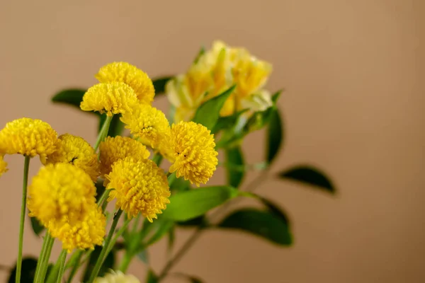 Gelbe Chrysanthemen Bukett Schöner Zarter Blumen Vor Beigem Hintergrund Nahaufnahme — Stockfoto