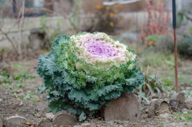Arka bahçede ya da çiftçi yatağında süslü lahana. Renkli bir sebze. Seçici Odaklanma.