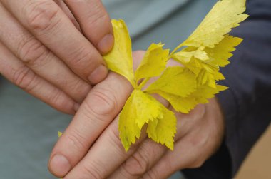 Bir adam elinde sarı kereviz yaprakları tutuyor. Sarı yapraklarla solmuş sapı. Yakın plan. İçeride. Seçici odak.