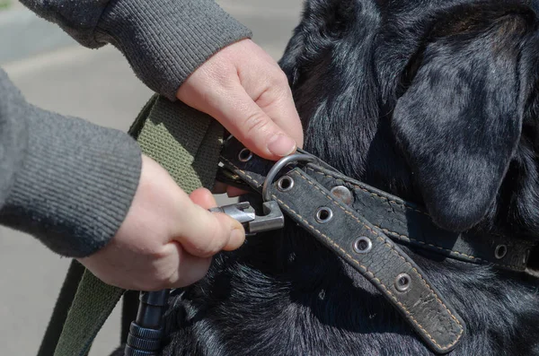 Close-up of a woman\'s hands fastening an unbreakable carabiner to her dog\'s collar. The owner fastens the leash to the collar of the female Rottweiler. Daytime. Selective Focus.
