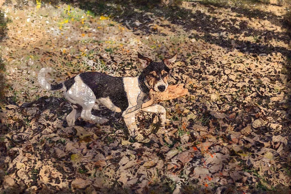 Köpek Parkında Oyuncakla Oynayan Komik Bir Köpek Yavrusu Ağzında Lastik — Stok fotoğraf