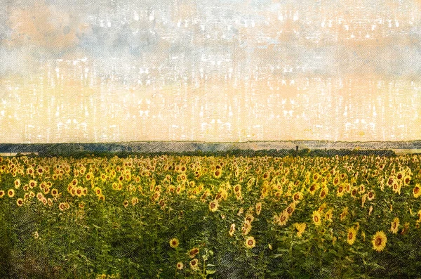 Kvetoucí Pole Žlutých Slunečnic Digitální Akvarel — Stock fotografie