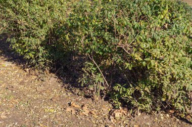 Ön ya da arka bahçedeki yeşil çalılıklar. Gündüz vakti. Seçici Odaklanma. Kimse yok..