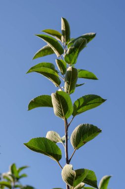 Mavi gökyüzüne karşı yeşil yaprakları olan ince bir ağaç dalı. Elma ağacının uzun dalı yukarıya doğru uzanıyor. Seçici odak.