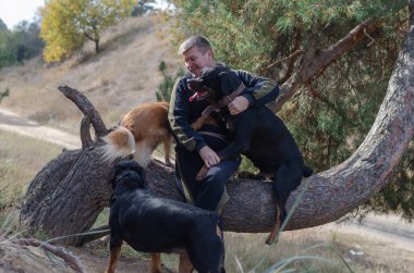 Bir adam ve evcil hayvanları. Yetişkin bir erkek köpekleriyle bir çam ağacının gövdesinde oturuyor. İki Rottweiler ve bir kırmızı dişi melez. Hayvan sevgisi. Seçici Odaklanma.