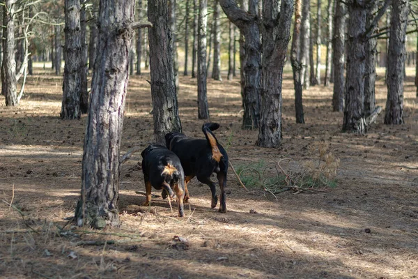 Defocus Blurred Motion Noise Grain Effect Two Dogs Running Woods — Stock Photo, Image