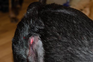 Kanayan bir yaranın etrafında saç tokası olan siyah bir köpeğin sırtında. Hayvanlarda yüzeysel apse. Evde dişi bir Rottweiler var. Veterinerlik, hayvan sağlığı. Seçici odak.