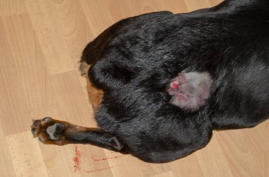Oturma odasında kanayan bir yarayla siyah bir köpek yatıyor. Hayvanın saçı baldırın sağ tarafında kesiliyor. Hayvanlarda yüzeysel apse. Veterinerlik, hayvan sağlığı..