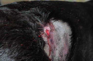 Kanaması olan büyük siyah bir köpeğin arkasını yakın plan çek. Kürk hayvanın yaralı derisinin etrafında kesiliyor. Evcil hayvanın kürküne kan damlaları. Seçici odak.