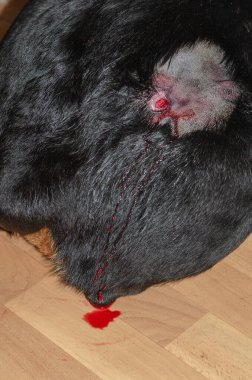 Kanayan bir yaranın etrafına saç tokası takılmış büyük siyah bir köpek. Yaradan yere kan damlamış. Hayvanlarda yüzeysel apse. Evde dişi bir Rottweiler var. Seçici odak.