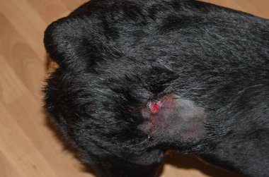 Kanayan bir yaranın etrafında saç tokası olan siyah bir köpeğin sırtında. Hayvanlarda yüzeysel apse. Evde dişi bir Rottweiler var. Veterinerlik, hayvan sağlığı. Seçici odak.