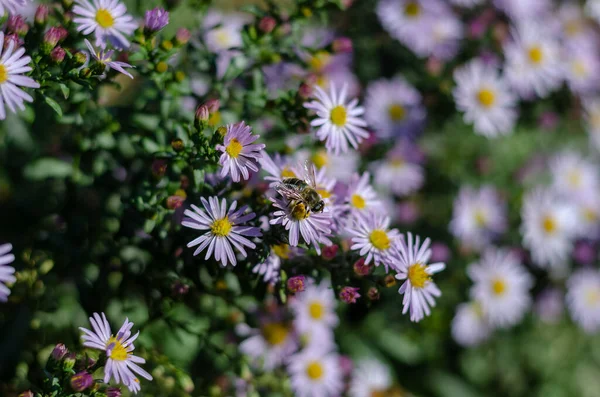 Astras Alpinas Abelhas Polinizando Belas Flores Ornamentais Cama Floração Foco — Fotografia de Stock