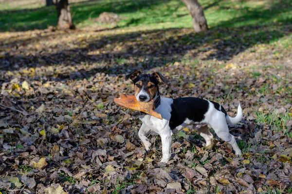 공원에서 장난감을 가지고 강아지 개월된 테리어 돼지를 있습니다 오늘은 가을입니다 — 스톡 사진