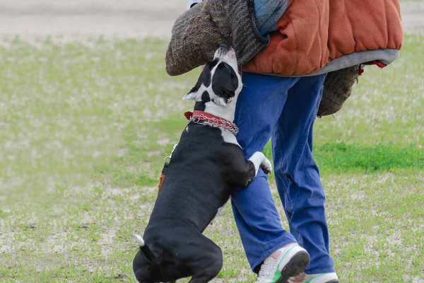 American Staffordshire Terrier Dressage Chiens Forte Attaque Sans Peur Des — Photo