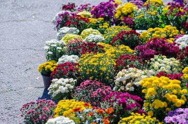 Çiftçi fuarında farklı çeşit süs çiçekleri var. Renkli kasımpatılar, papatyalar ve diğer çiçekler. Çiçekçilik. Sokak ticareti. Seçici odak.