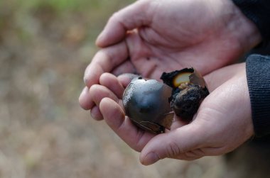 Bir adamın elinde yanmış tavuk yumurtası. Yanmış tavuk yumurtası tutan kişi. Seçici Odaklanma.