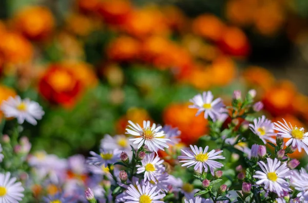 Tagetes Και Αλπικές Αστέρες Ένα Παρτέρι Πορτοκαλί Και Μπλε Διακοσμητικά — Φωτογραφία Αρχείου