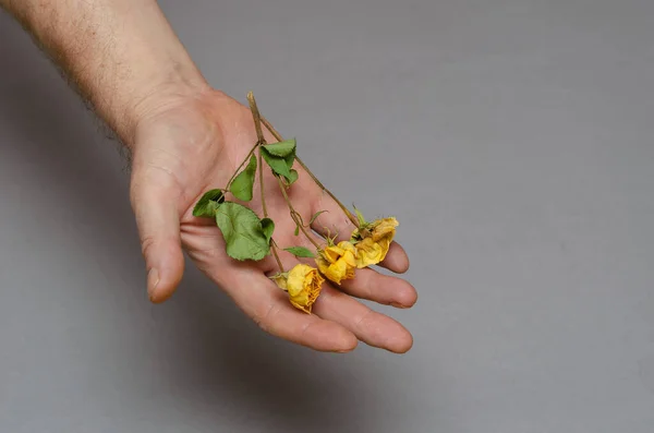 Três Pequenas Rosas Amarelas Mão Homem Homem Maduro Segurando Flores — Fotografia de Stock