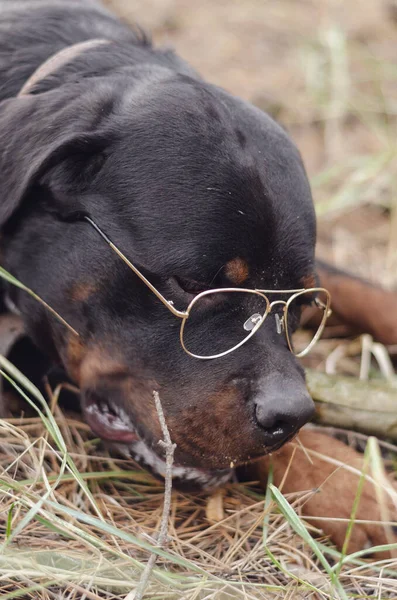 眼鏡をかけて大きな黒いドイツ犬の肖像画 枝を噛む地面に寝そべっている大人の男性ロットウィラー 眼鏡の金属フレームは金色です 選択的焦点 — ストック写真